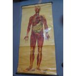 A 1940's anatomy scroll, signed J. Teck, for St John's ambulance