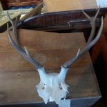 A set of deer antlers