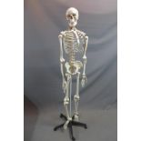 A life size anatomical model of a human skeleton, on stand