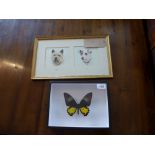 2 watercolours framed as one of terriers H.24 W.41cm and a cased butterfly