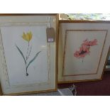 Two botanical prints, framed and glazed