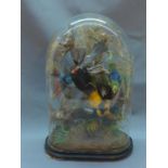 A late 19th/early 20th century taxidermy study of exotic birds within a glass dome, H.47cm