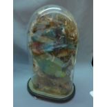 A late 19th/early 20th century taxidermy study of exotic birds within a glass dome, H.51cm