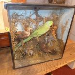 A taxidermy study of birds, in a glazed display case