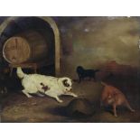 19th century school, Three dogs growling, oil on canvas, H.31cm W.39cm