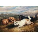 19th century British School, Terriers lying in the grass, oil on card, H.23cm W.28cm