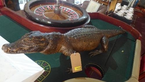 A Victorian taxidermy study of a caiman crocodile, Length.142cm