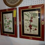 A pair of 19th Century horticultural coloured prints in dark red painted frames, H.31cm W.19cm (6)