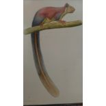 A 20th century watercolour of a giant red Indian squirrel by unknown artist, a possible copy from