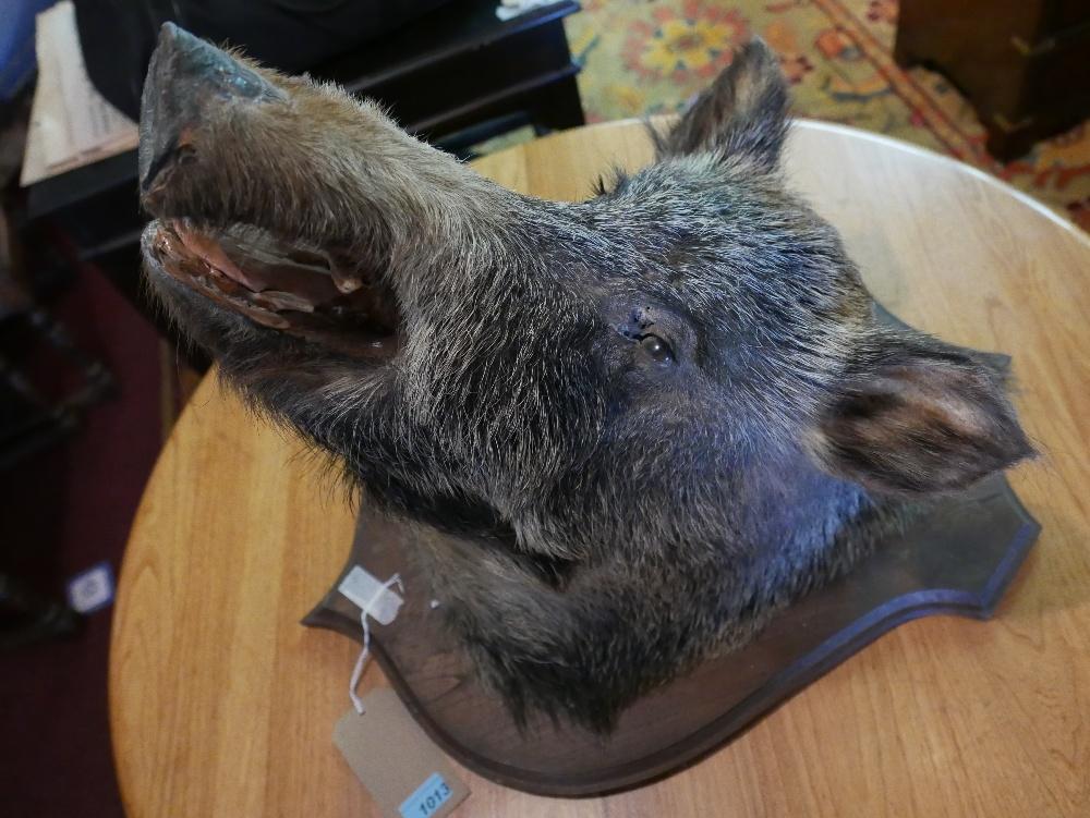 A taxidermy study of a boars head, on oak shield shape plaque