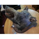 A taxidermy study of a boars head, on oak shield shape plaque