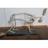A skeleton of a cat on stand, H.31 W.46cm