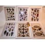 A set of six prints of shells, by various publishers, in hand finished box frames, 34 x 26cm