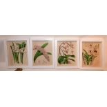 A set of four 19th century prints of Flowers of the Wild and Familiar by Edward Hulme FLS FSK, in