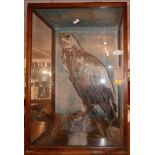 A large and impressive taxidermy study of a sea eagle, in glass case, H.93 W.63 D.39cm