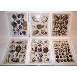 A set of six prints of shells, by various publishers, in hand finished box frames, 34 x 26cm