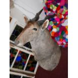 A taxidermy study of an African Bushbuck head