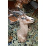 A taxidermy study of a springbok head