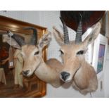 Two taxidermy studies of gazelles