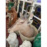 A taxidermy study of an antelope head