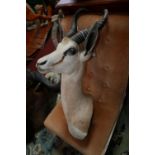 A taxidermy study of a springbok head