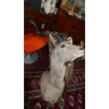 A taxidermy study of a Kudu head