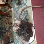 A taxidermy study of a black mountain goat head