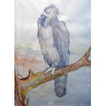 Attributed to Julien Dupre, Study of a Philippine eagle, watercolour and pencil on paper, bears