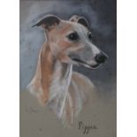 LYN DIXON (XX). 'Pippin', a portrait head and shoulders study of a greyhound, signed lower left,