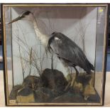 VICTORIAN TAXIDERMY - HERON, in a naturalistic setting, cased, H 79 cm, W 78 cm (of case)