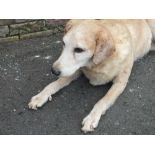 TAXIDERMY - GOLDEN LABRADOR, recumbent position, overall W 107 cm