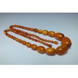 A GRADUATED SINGLE STRAND 'EGG YOLK' AMBER BEAD NECKLACE, overall L 86 cm, central bead W 2.3 cm,