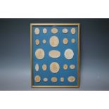 A FRAMED COLLECTION OF PLASTER CAMEO PLAQUES, in the style of Wedgwood, mounted on blue cloth,
