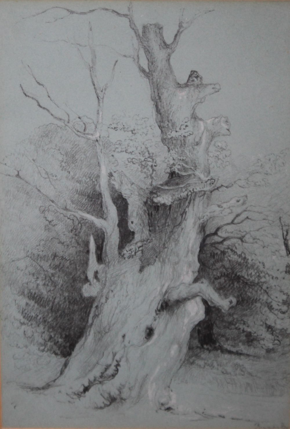 RUISDAIL (XIX). Study of a tree, signed lower right, pencil, framed and glazed, 26 x 17.5 cm