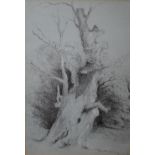 RUISDAIL (XIX). Study of a tree, signed lower right, pencil, framed and glazed, 26 x 17.5 cm