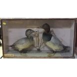 VICTORIAN TAXIDERMY - POCHARD, mounted in a naturalistic setting, cased, H 38 cm, W 68 cm (of case)