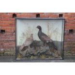 EDWARDIAN TAXIDERMY - CAPERCAILLE, mounted in a naturalistic setting, cased, H 102 cm, W 119 cm (