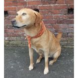 TAXIDERMY - GOLDEN LABRADOR, in seated position, H 77 cm