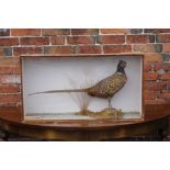 VICTORIAN TAXIDERMY - MALE PHEASANT BY W.H. VINGOE, PENZANCE, mounted in a naturalistic setting,
