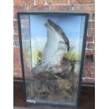 VICTORIAN TAXIDERMY - SYRIAN BUZZARD, mounted in a naturalistic setting, cased, H 89 cm, W 55 cm (of