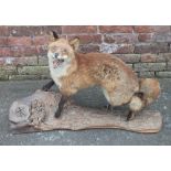 TAXIDERMY - FOX, raised on a naturalistic base, W 90 cm, overall H 61 cm