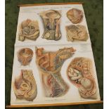 A VINTAGE AMERICAN FROHSE ANATOMICAL CHART 'MALE AND FEMALE GENITO URINARY ORGANS', 114 cm x 152 cm