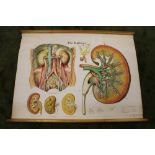 A VINTAGE ANATOMICAL WALL CHART 'THE KIDNEYS SUPPLIED BY ADAM ROVILLY & CO', 111 cm x 81 cm