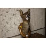 TAXIDERMY DEER HEAD SIGNED LEGRAS TO REVERSE
