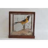 A TAXIDERMY STUDY OF A GOLDEN ORIEL BIRD