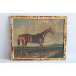 A FRAMED OIL ON BOARD DEPICTING A WILD HORSE