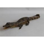 TAXIDERMY - A SMALL FREE STANDING STUFFED CAYMAN, L 30 cm