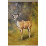 A FRAMED OIL ON BOARD OF A KUDU SIGNED D.R.B HENDY