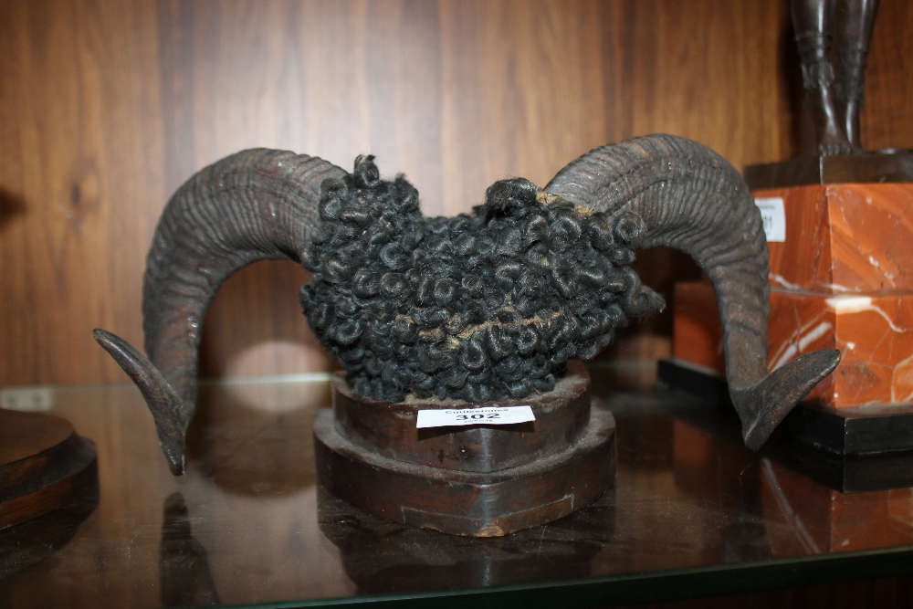 A PAIR OF WALL MOUNTABLE ANIMAL HORNS ON SMALL OAK SHIELD