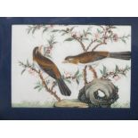 A SET OF FOUR ORIENTAL PAINTINGS ON PITH PAPER DEPICTING BIRDS, various breeds in natural